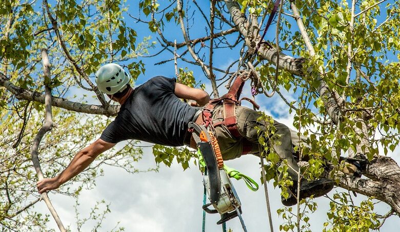 Tree Cutting Services