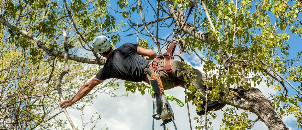 Tree Cutting Services